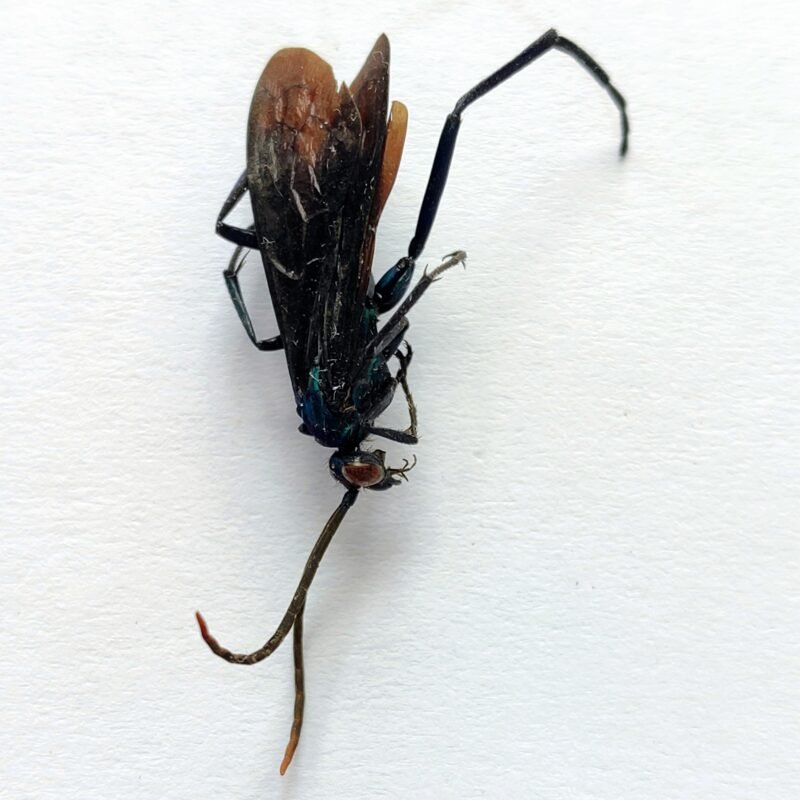 2 Vespidae