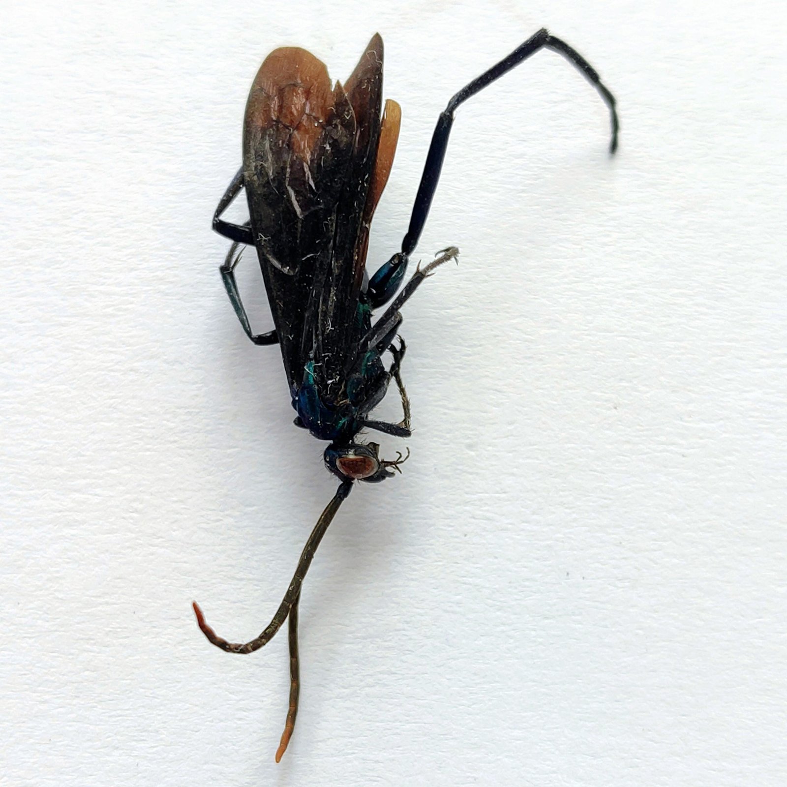 2 Vespidae