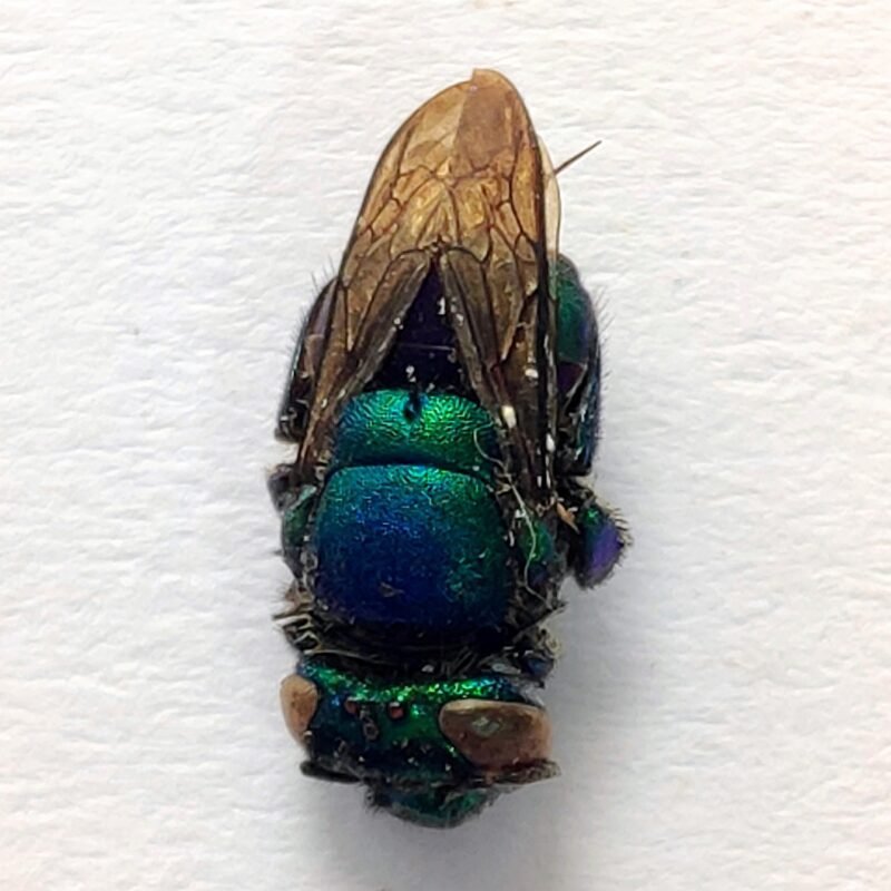 20 Apidae