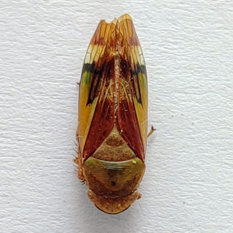 20 Cicadellidae