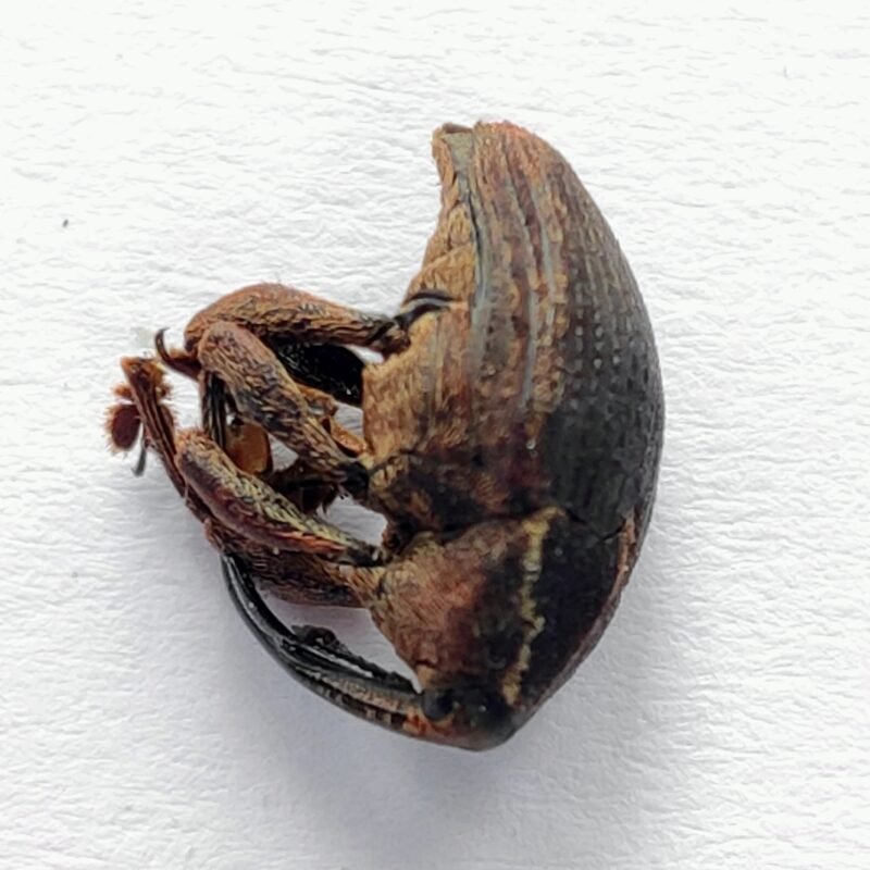20 Curculionidae
