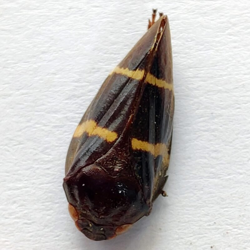 20 Fulgoridae