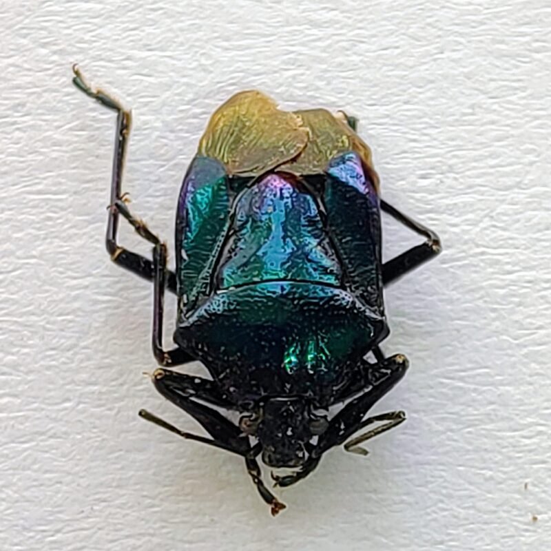 20 Pentatomidae