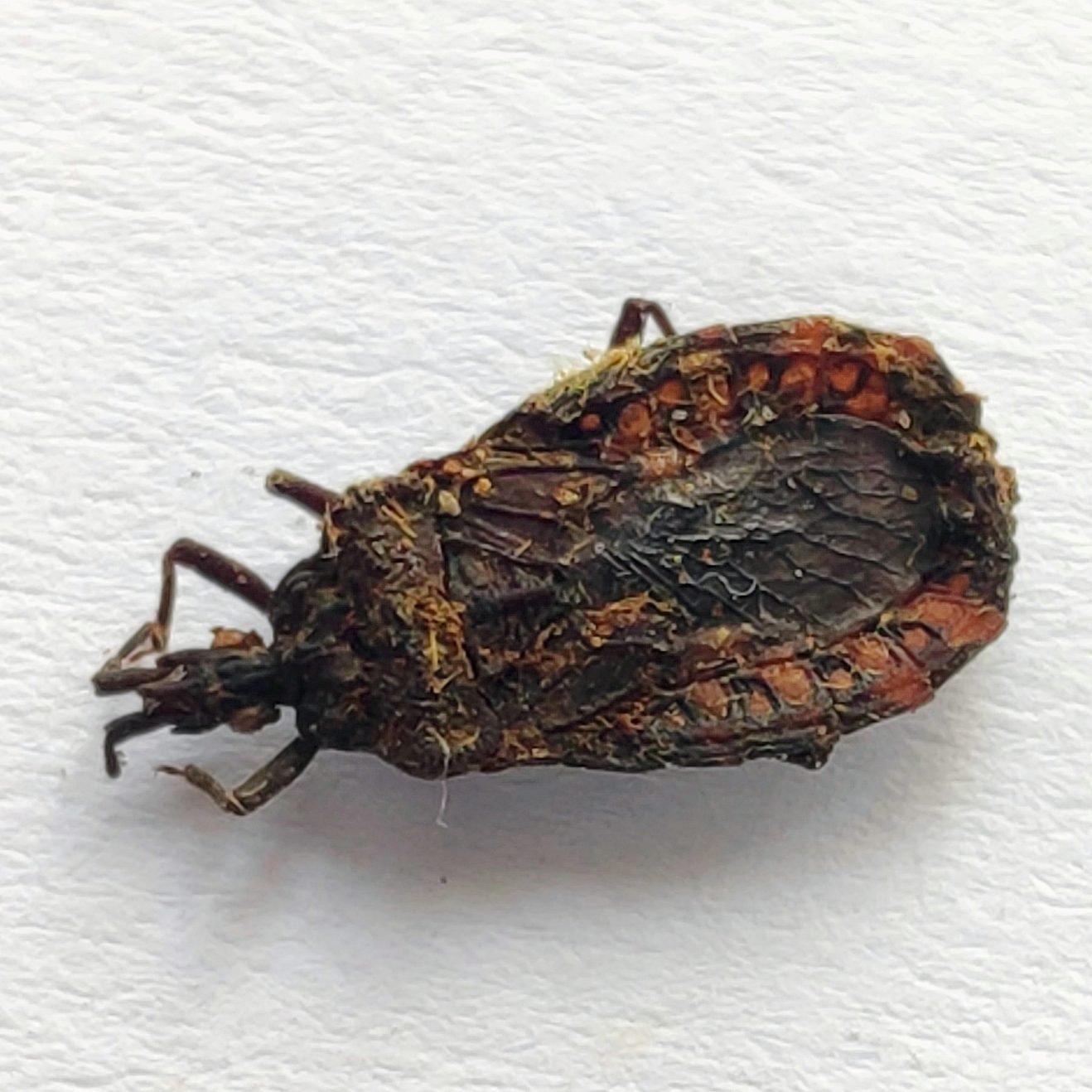 20 Reduviidae - Image 2