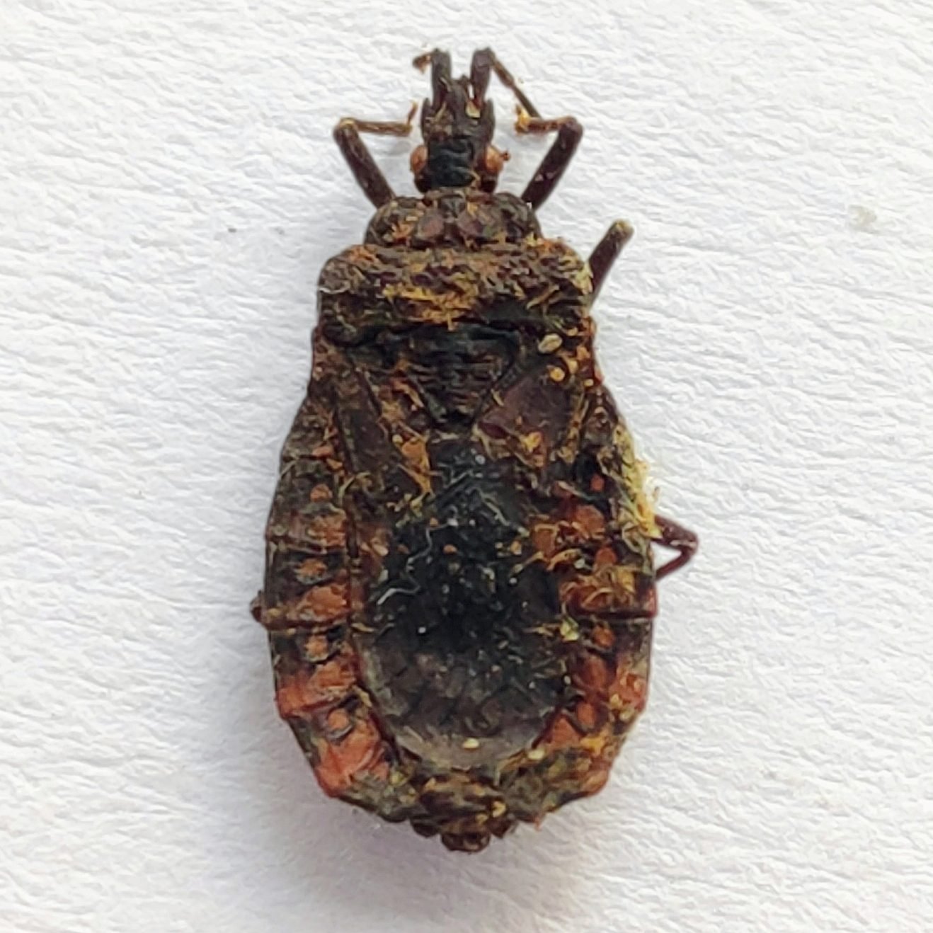 20 Reduviidae - Image 3