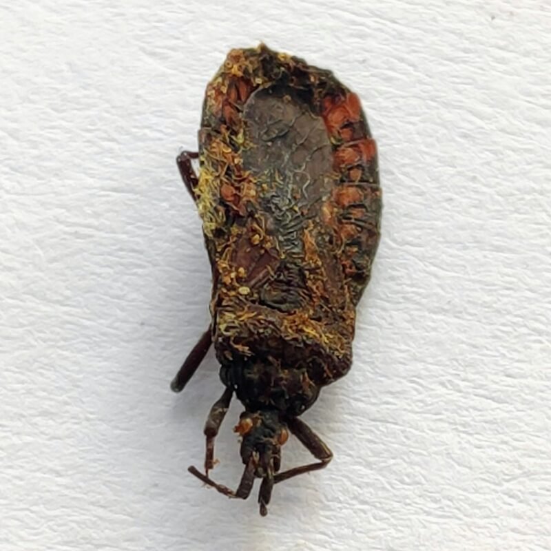 20 Reduviidae