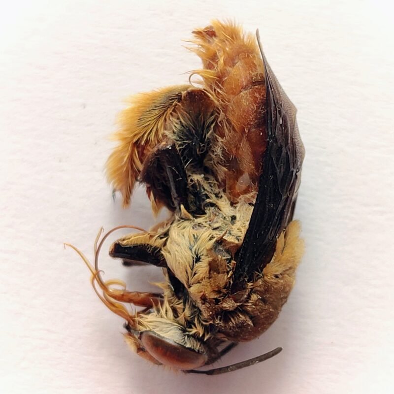 21 Apidae