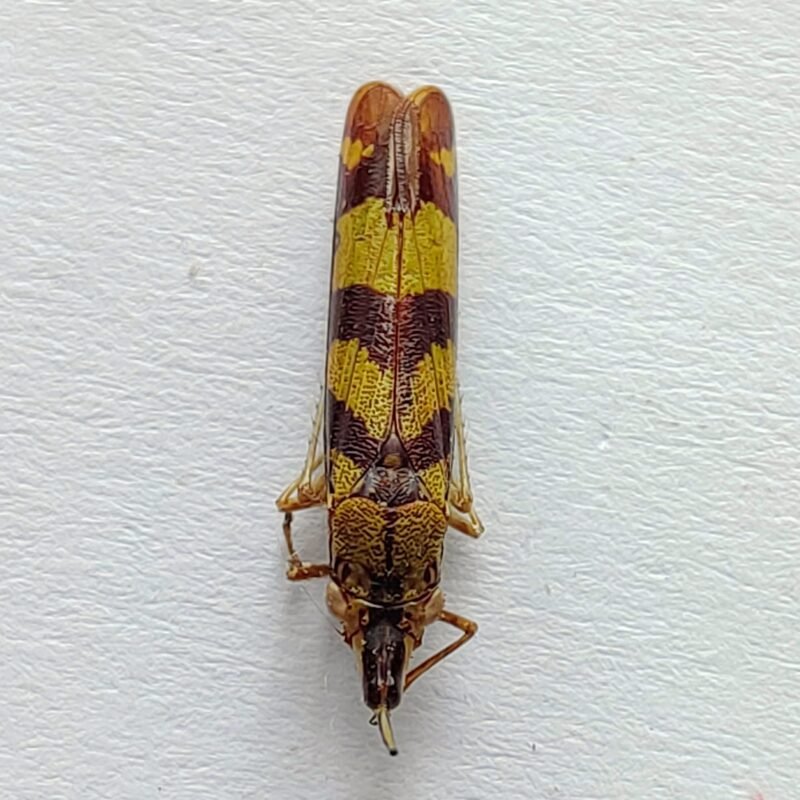 21 Cicadellidae