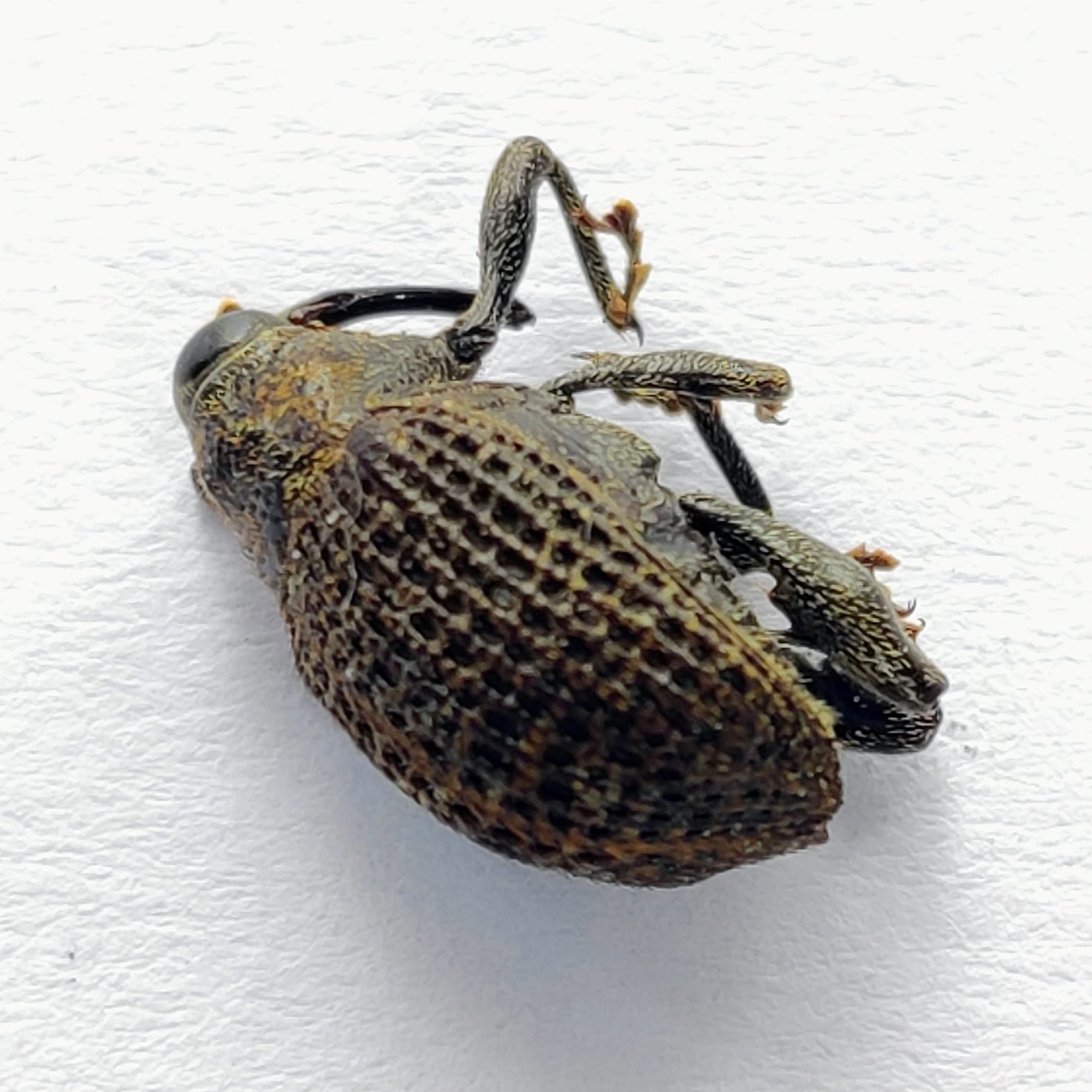 21 Curculionidae - Image 2