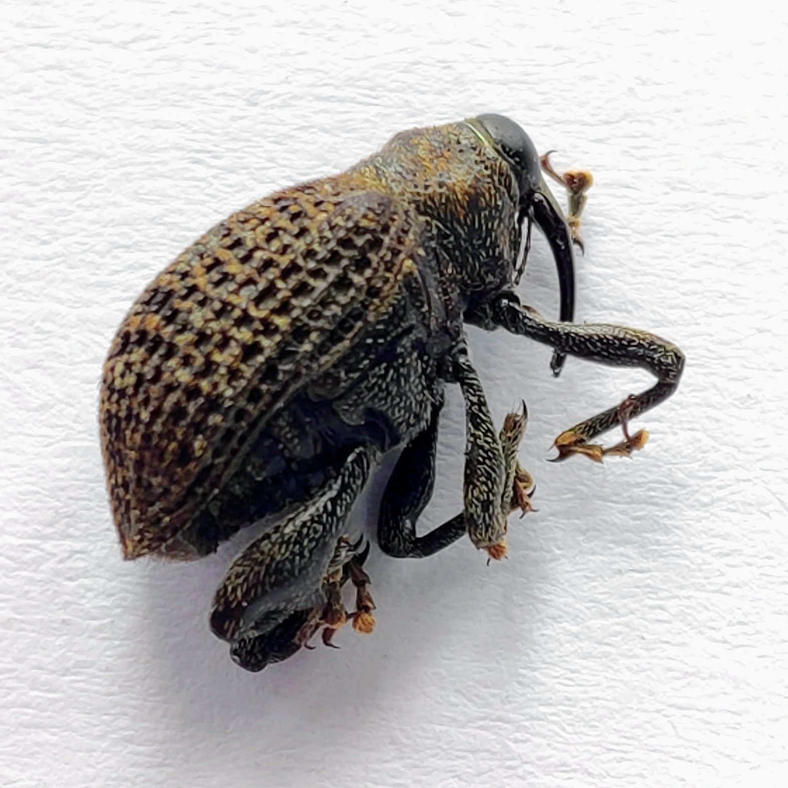 21 Curculionidae - Image 3