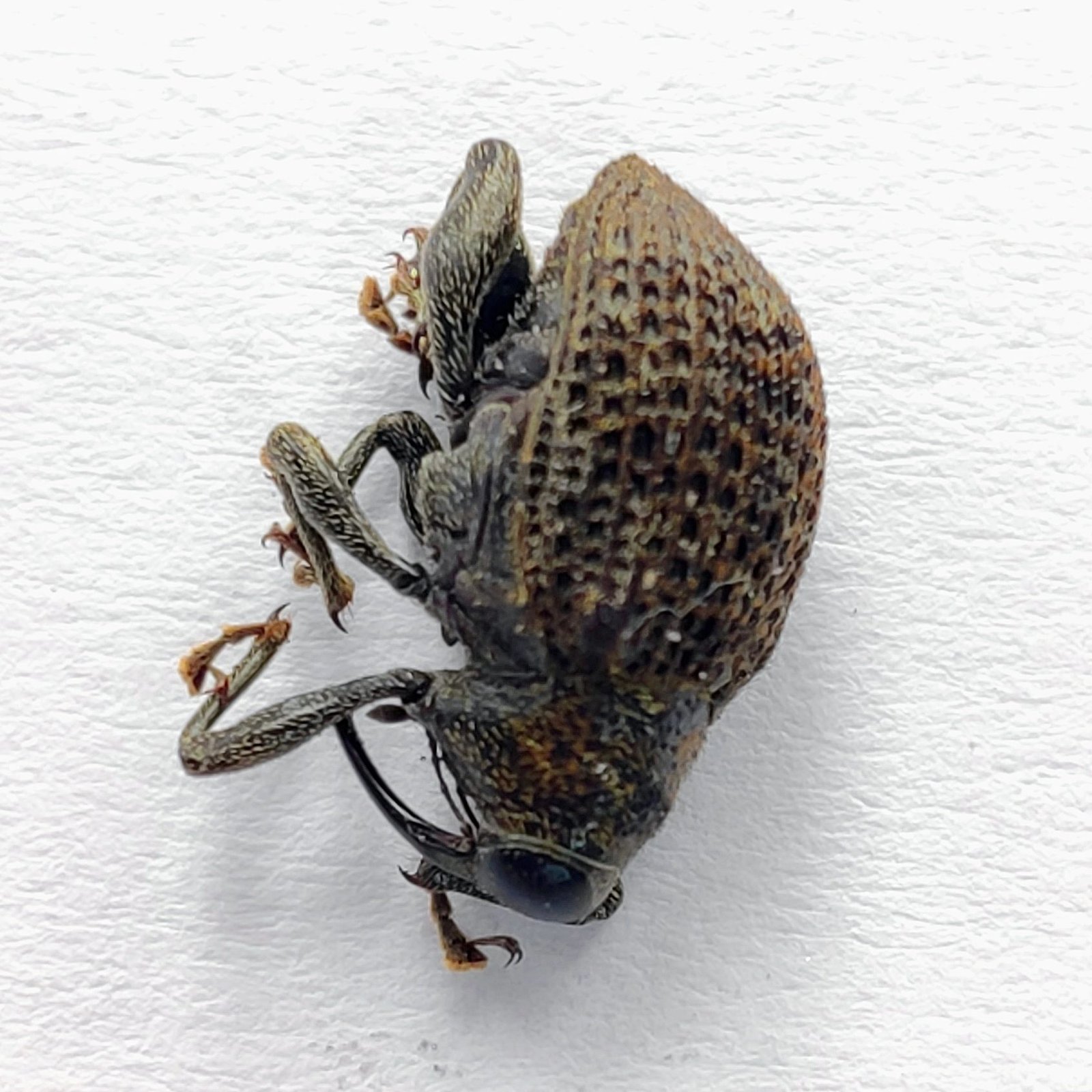 21 Curculionidae