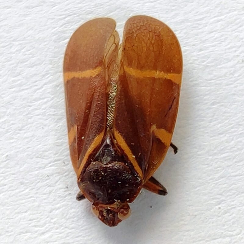 21 Fulgoridae