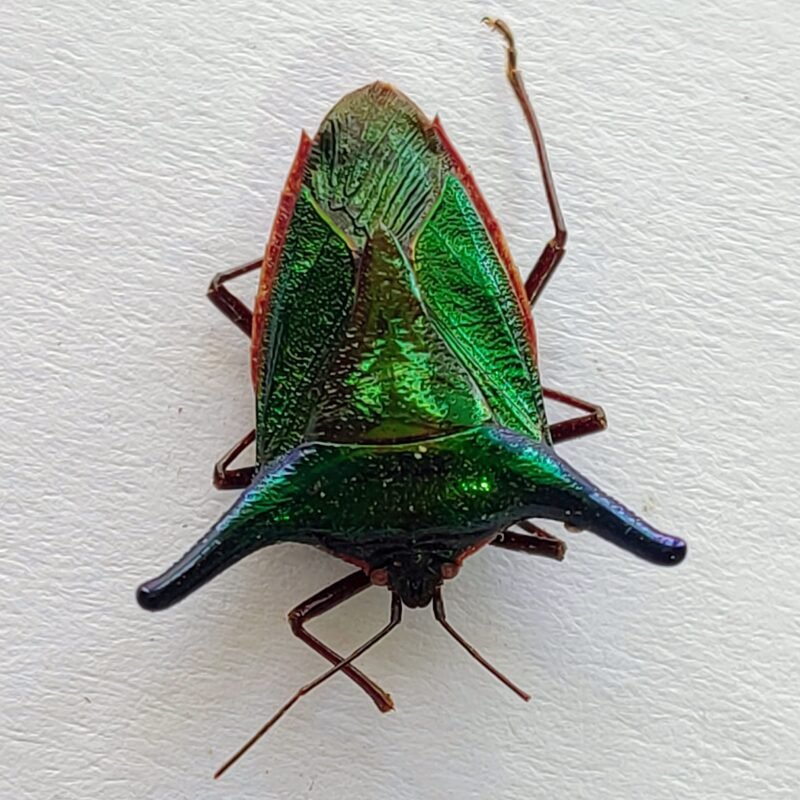 21 Pentatomidae