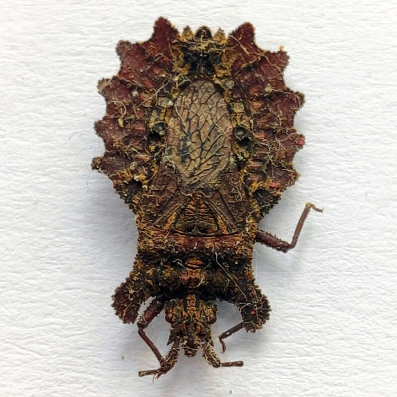 21 Reduviidae