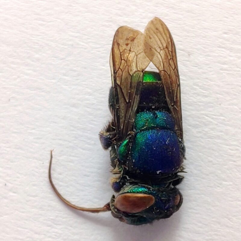 22 Apidae