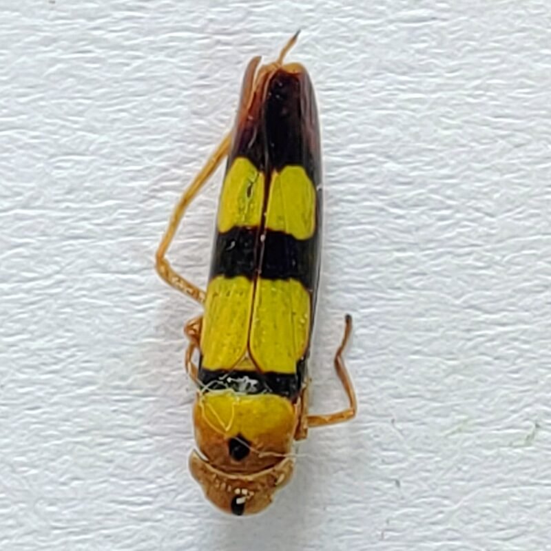 22 Cicadellidae