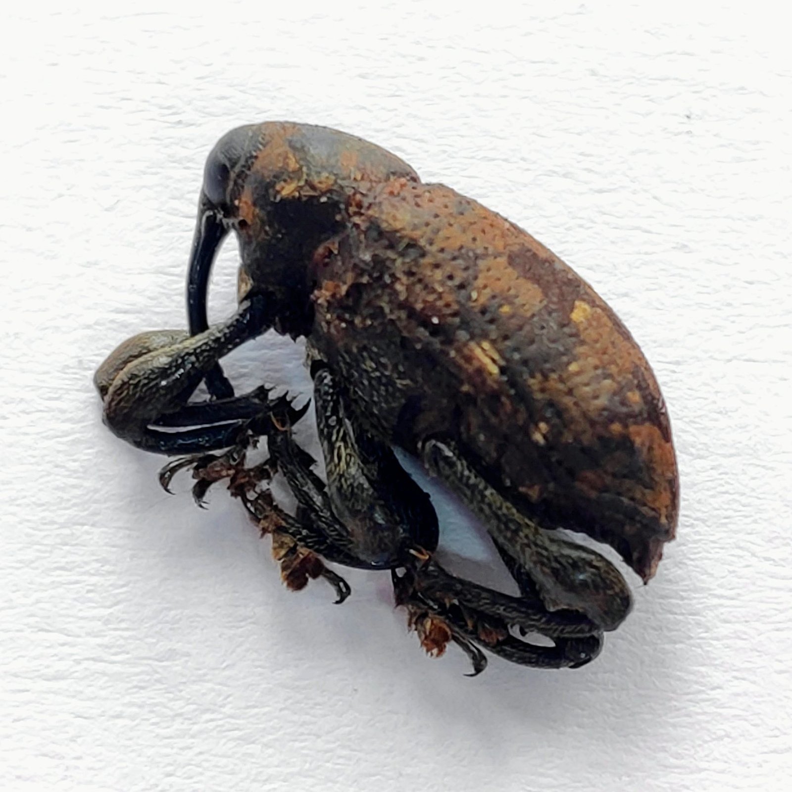 22 Curculionidae - Image 3