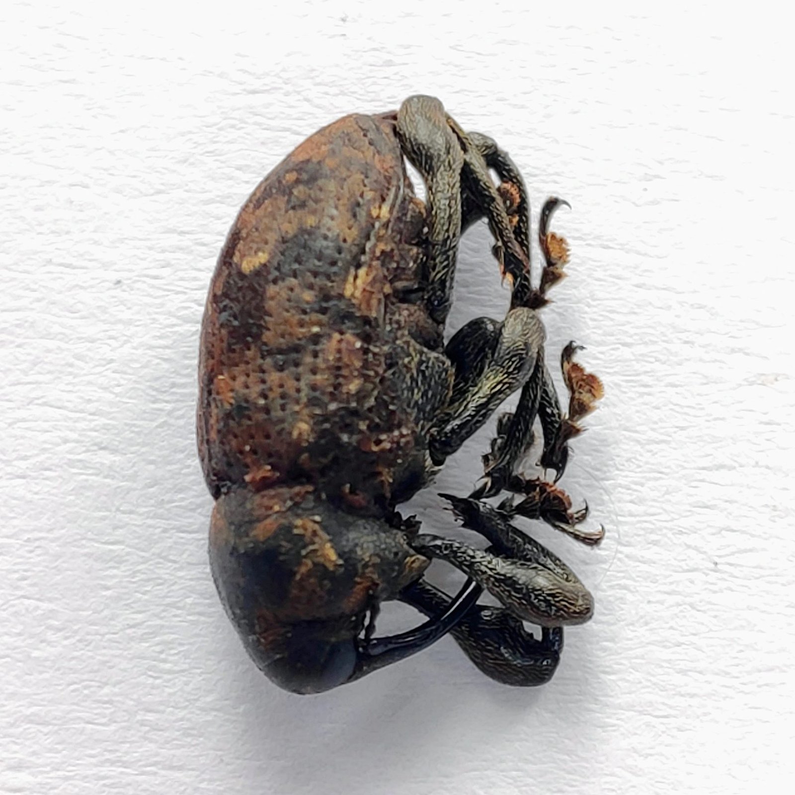 22 Curculionidae