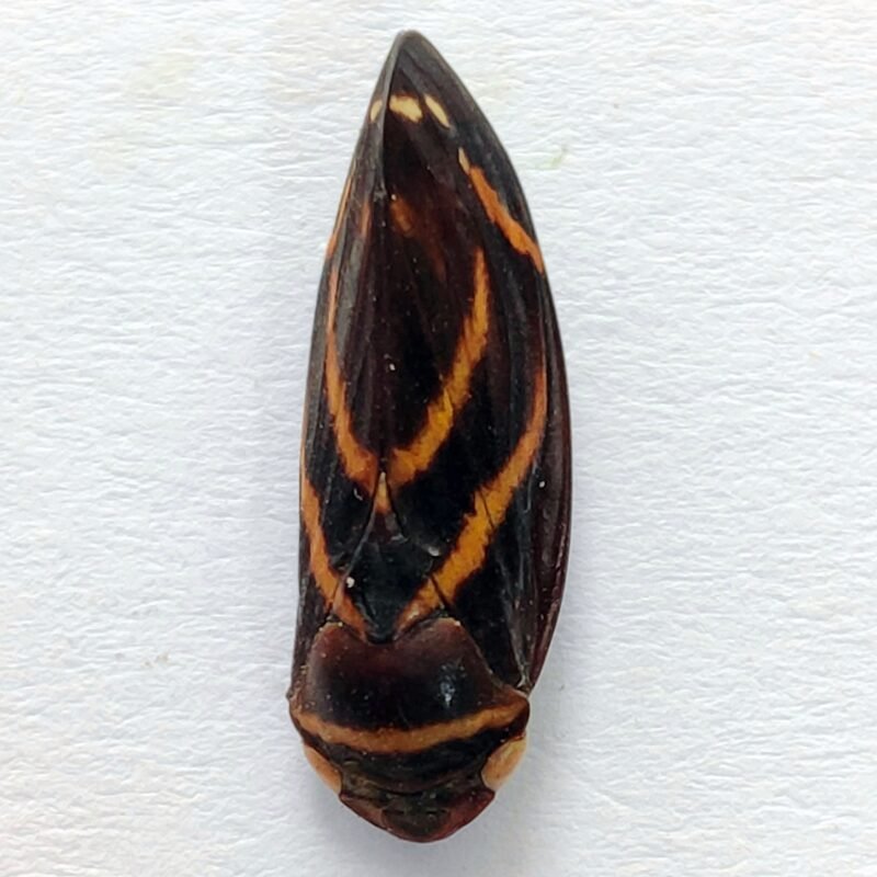 22 Fulgoridae