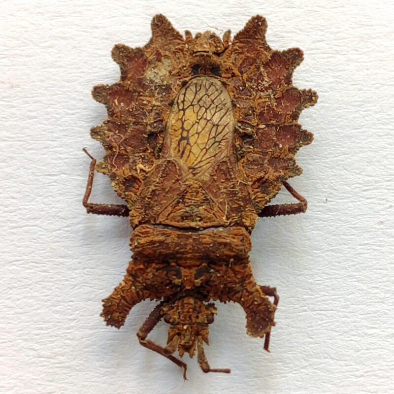 22 Reduviidae