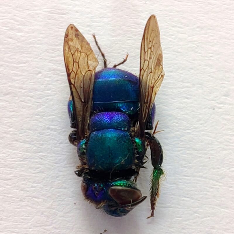 23 Apidae
