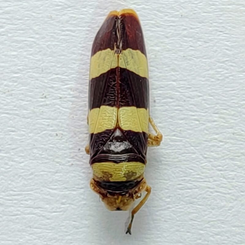 23 Cicadellidae