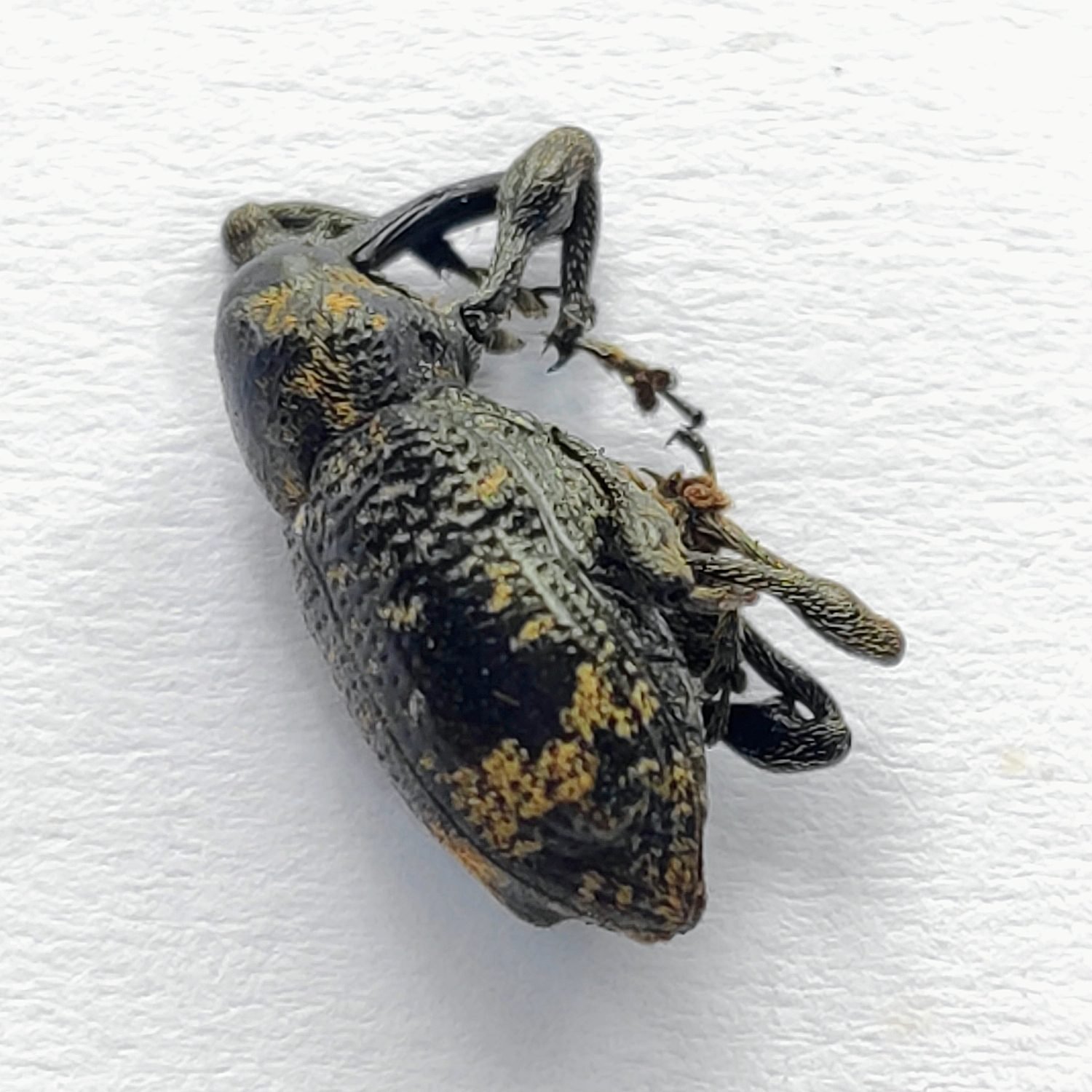 23 Curculionidae - Image 2