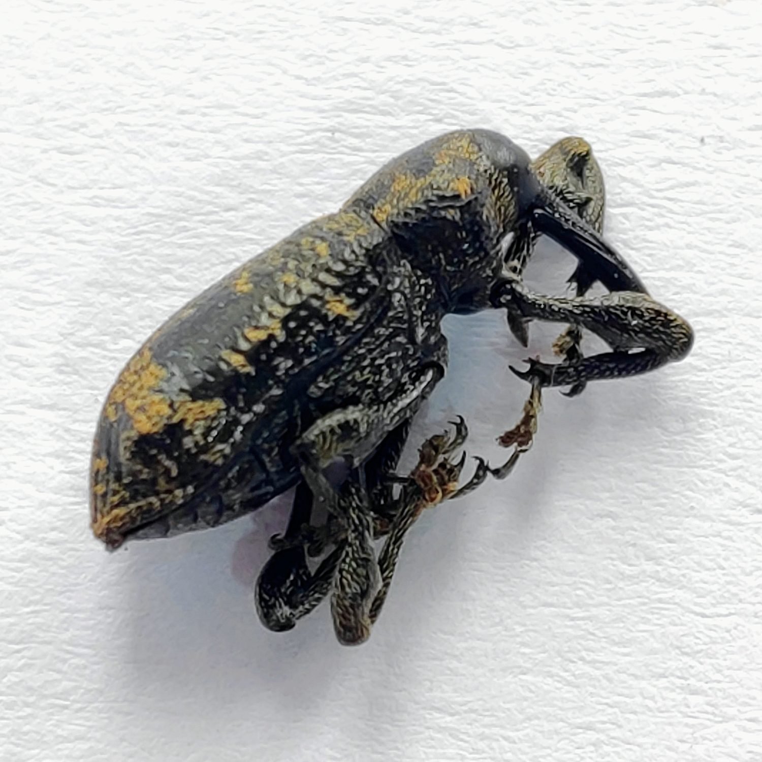 23 Curculionidae - Image 3