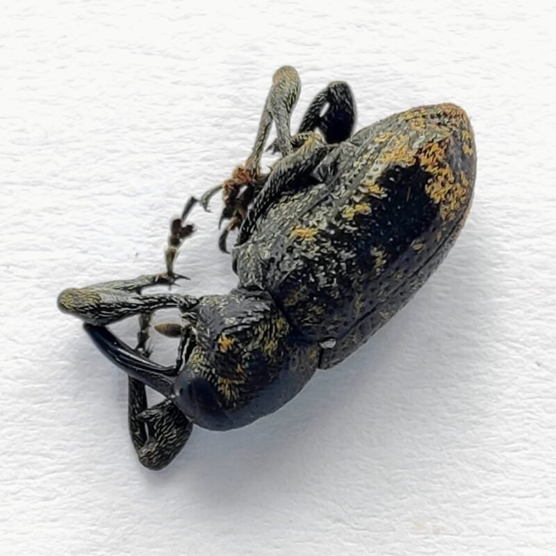 23 Curculionidae
