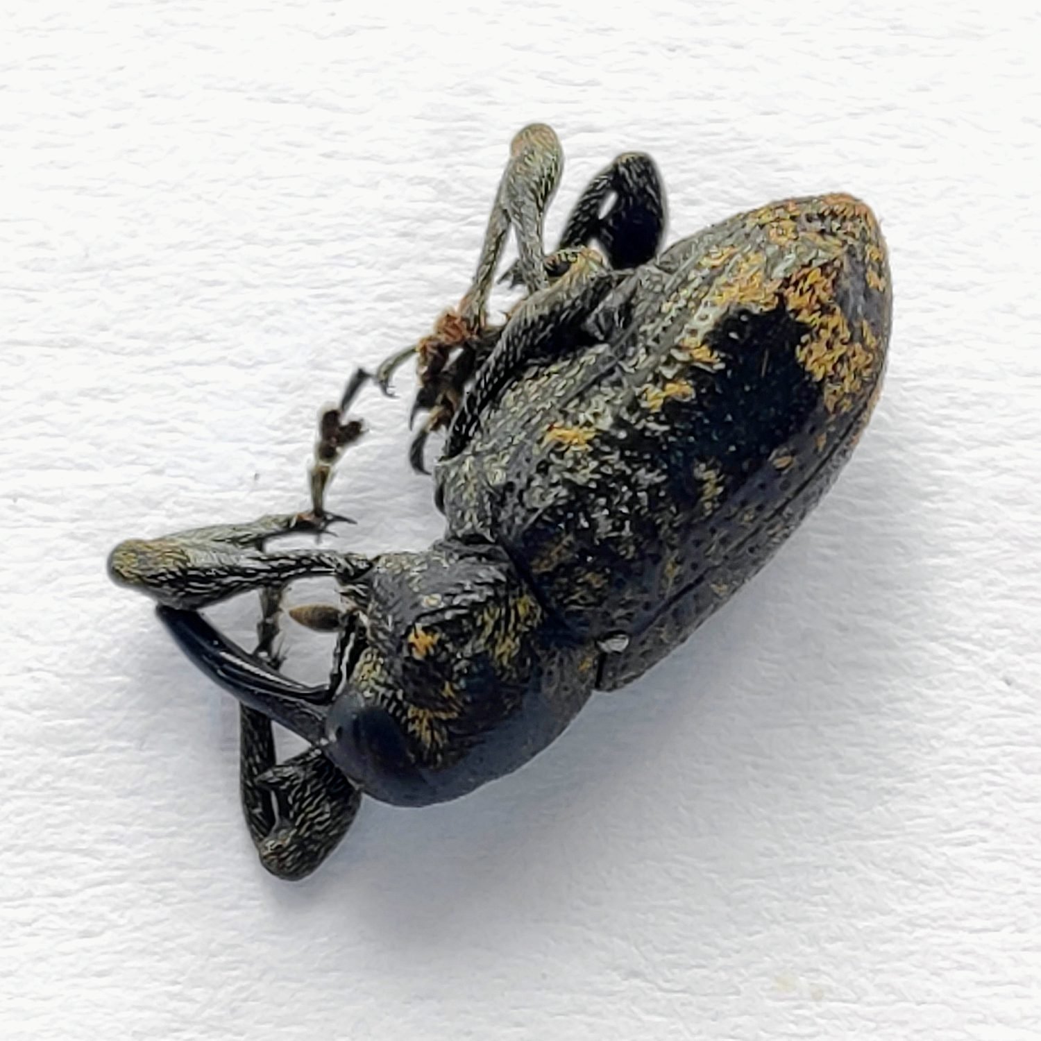23 Curculionidae