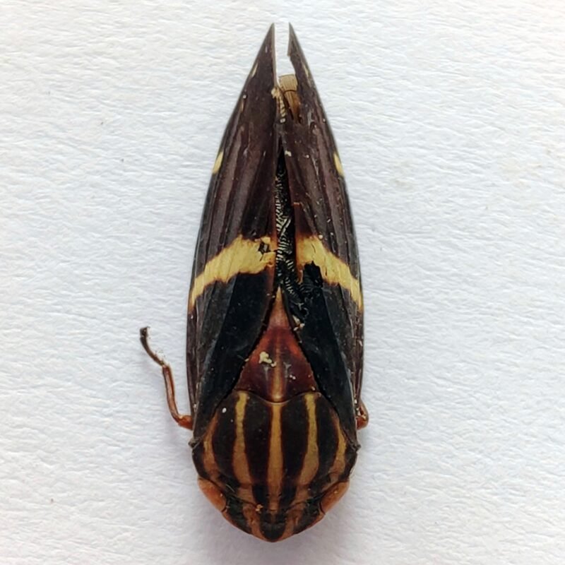 23 Fulgoridae