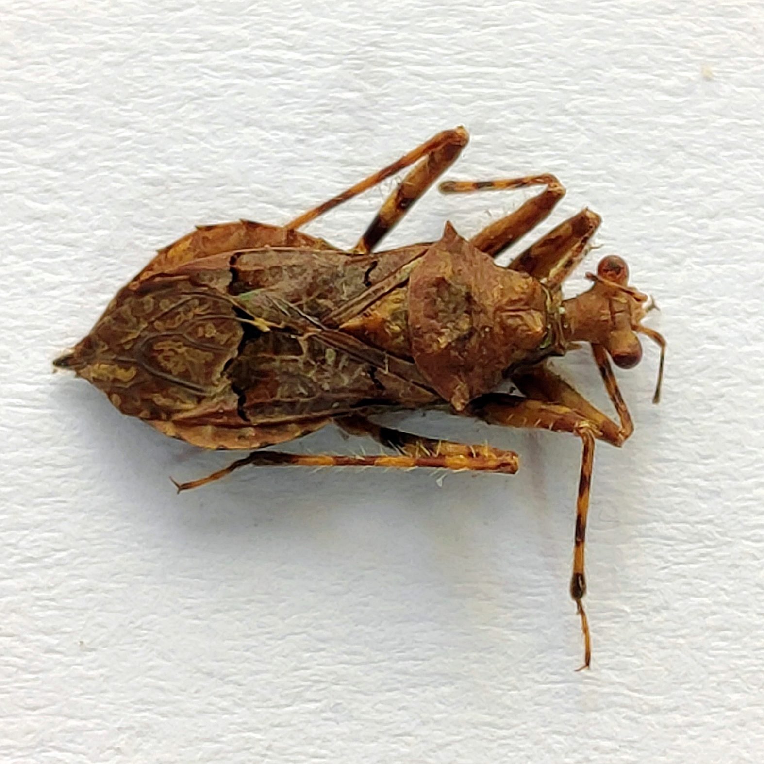 23 Reduviidae - Image 2