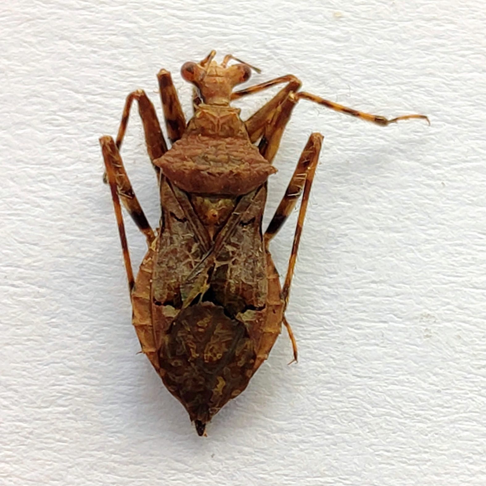 23 Reduviidae - Image 3