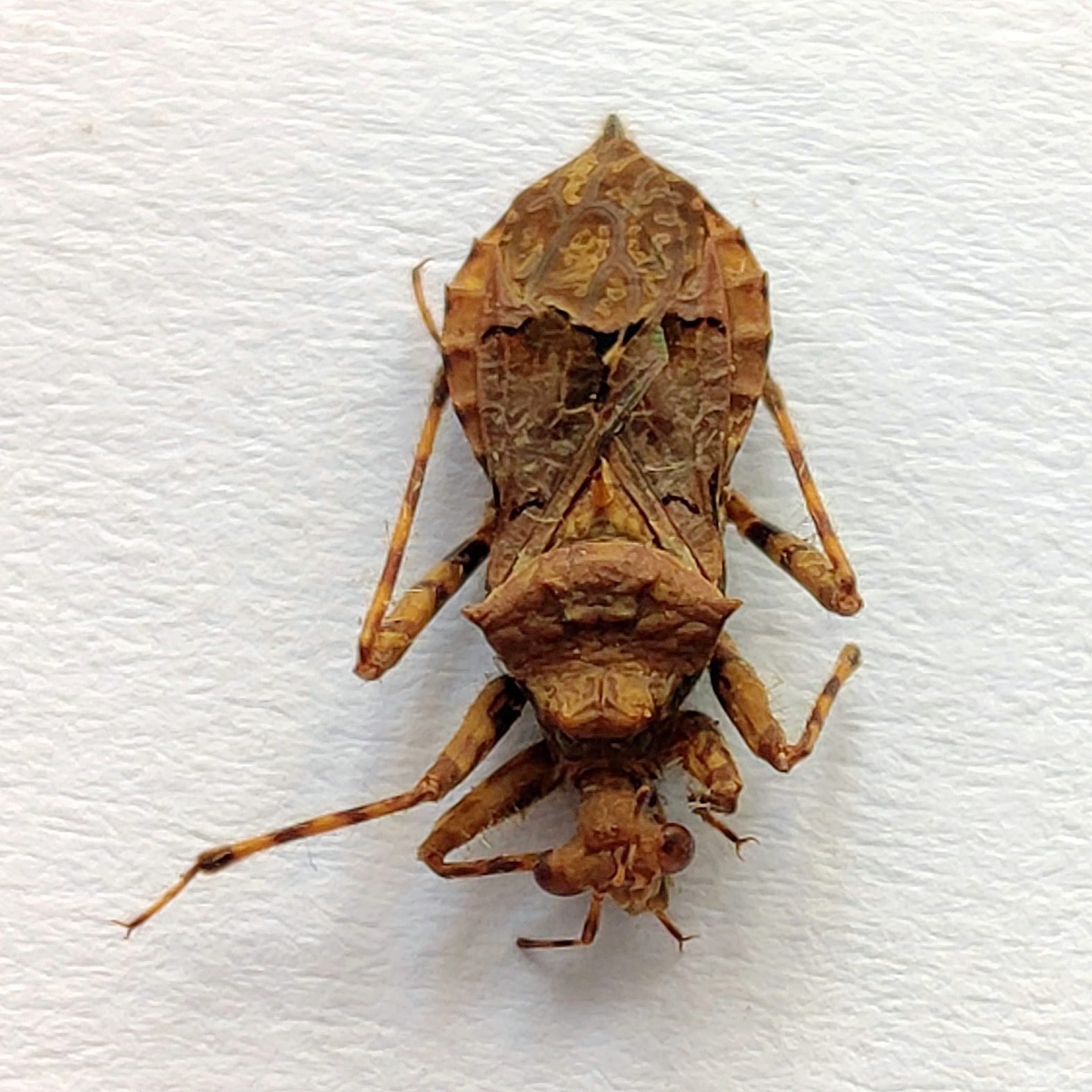 23 Reduviidae