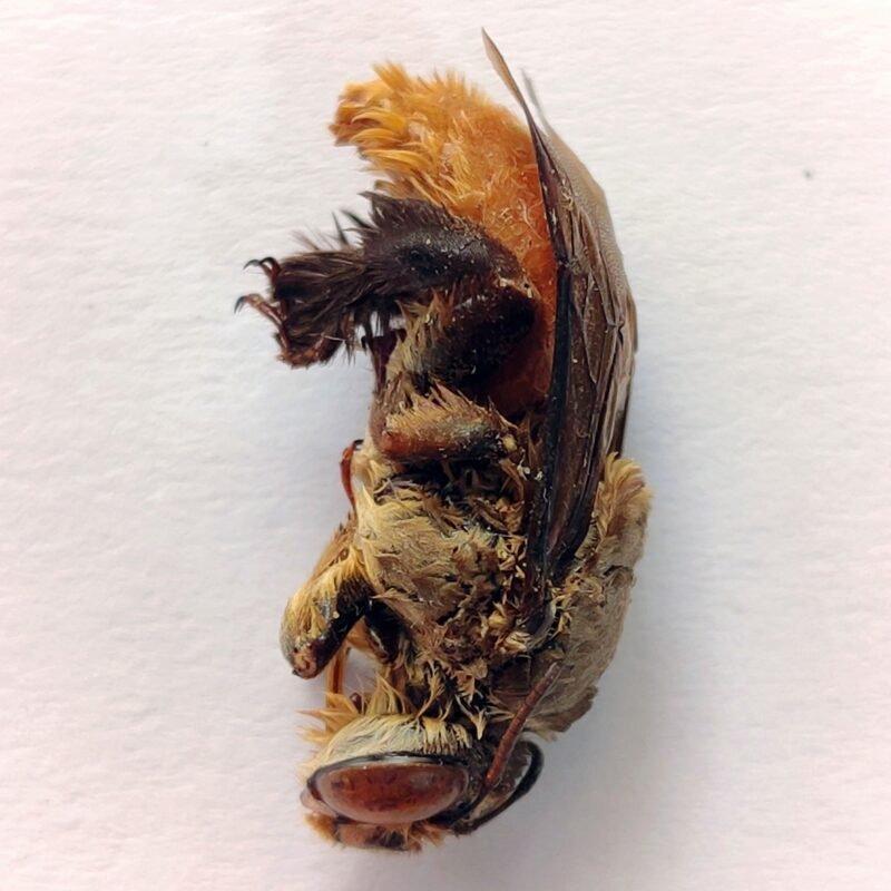 24 Apidae