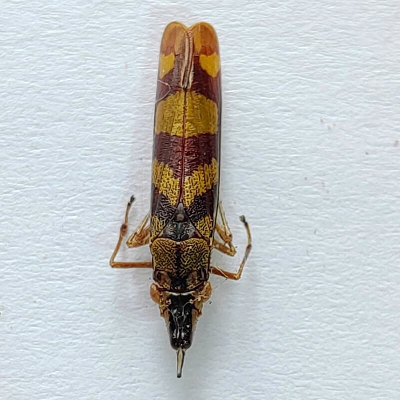 24 Cicadellidae