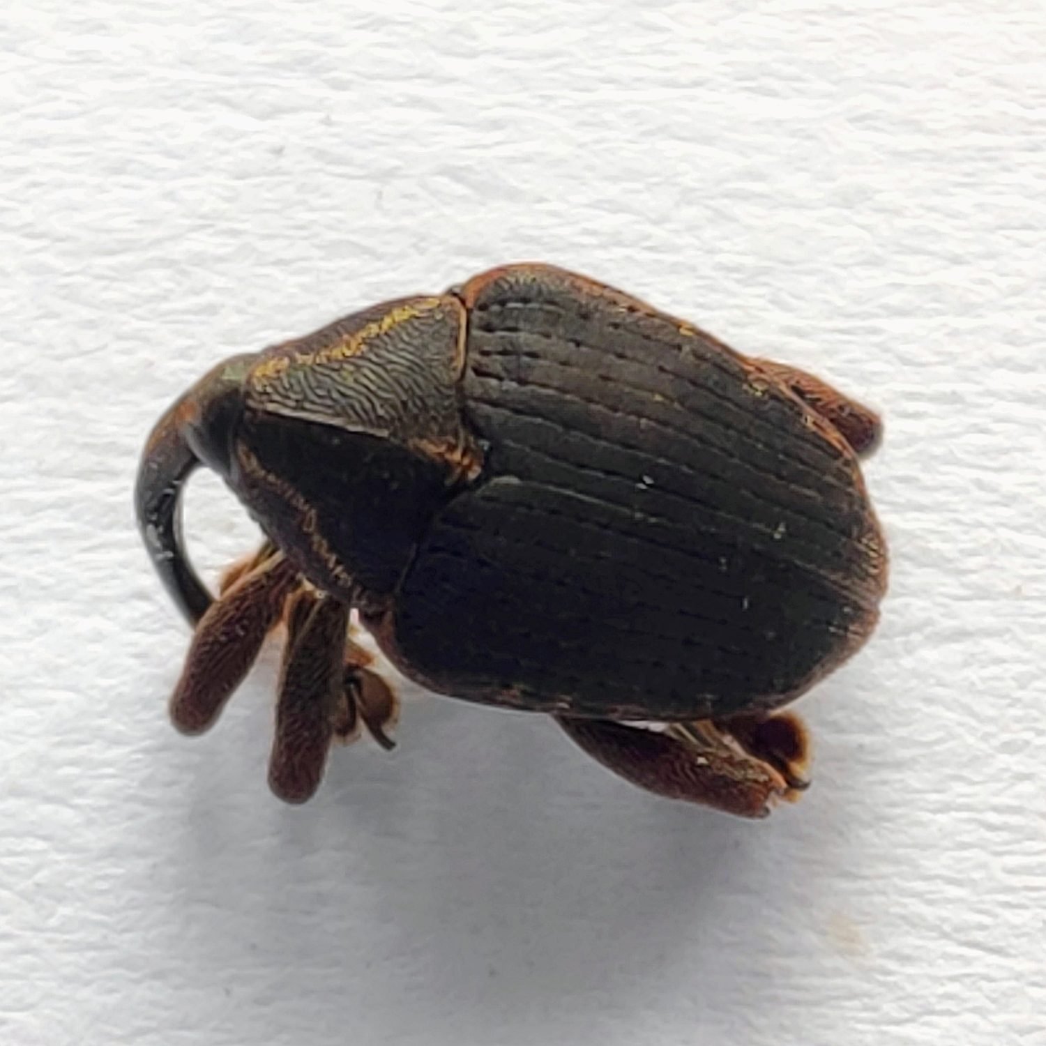 24 Curculionidae - Image 2