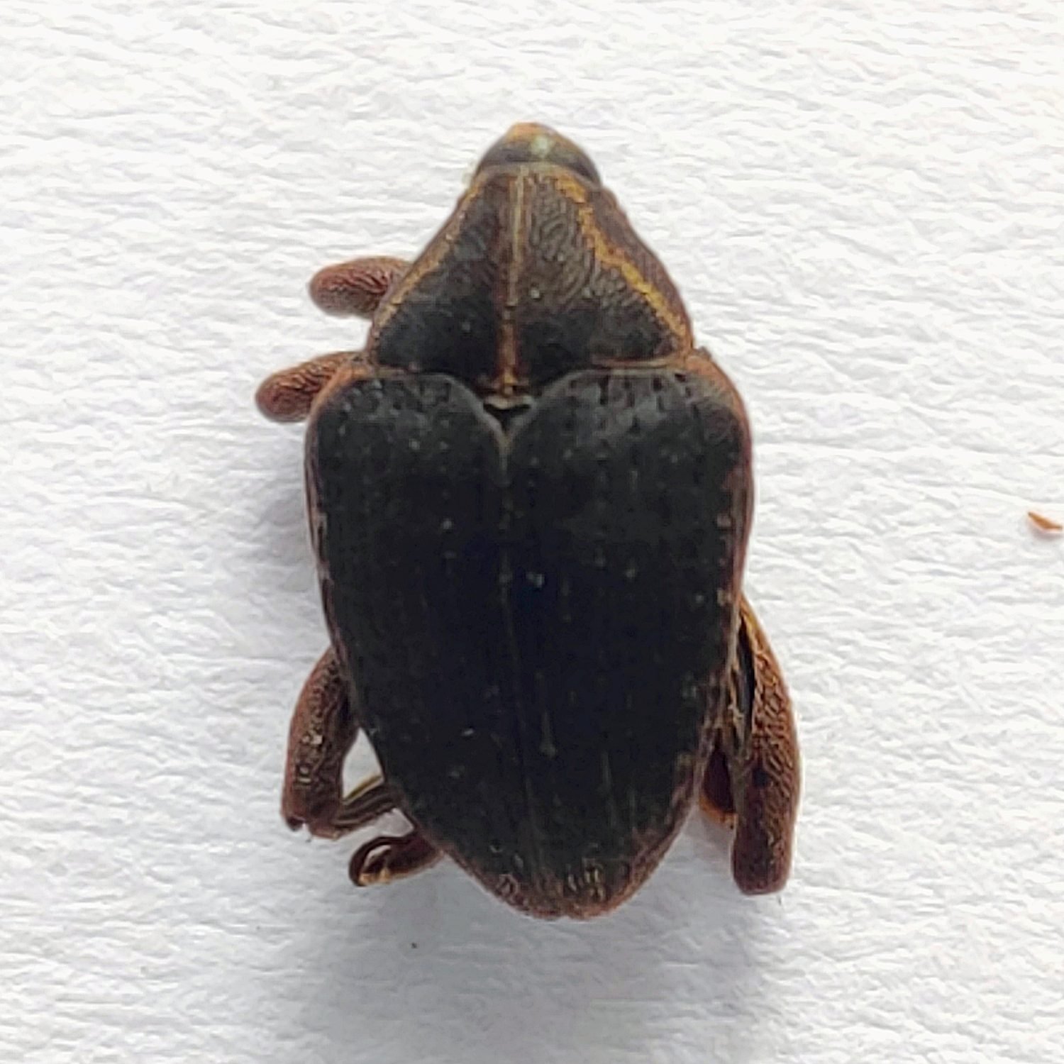 24 Curculionidae - Image 3