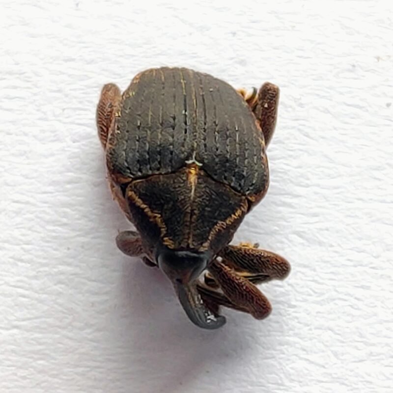 24 Curculionidae