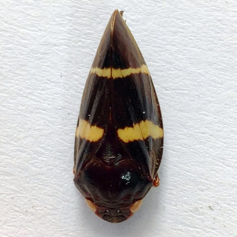 24 Fulgoridae