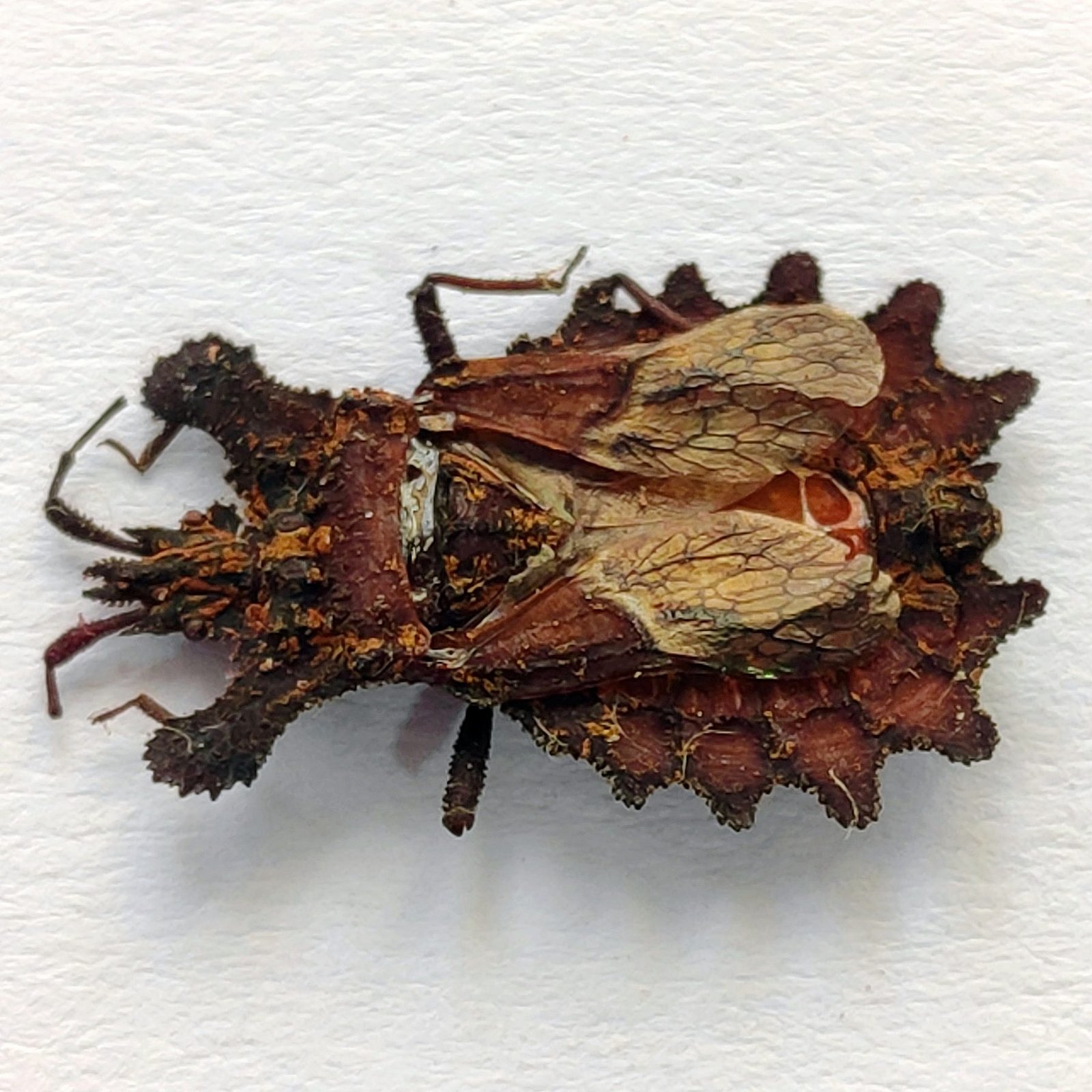 24 Reduviidae - Image 2