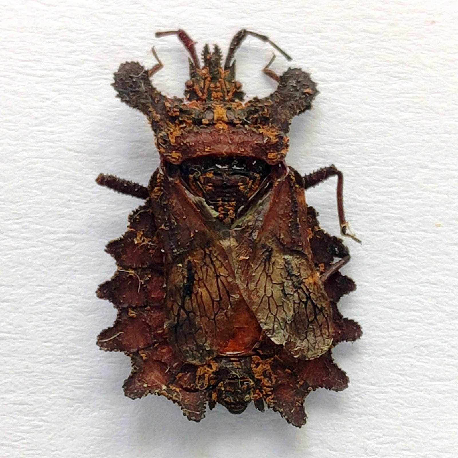 24 Reduviidae - Image 3