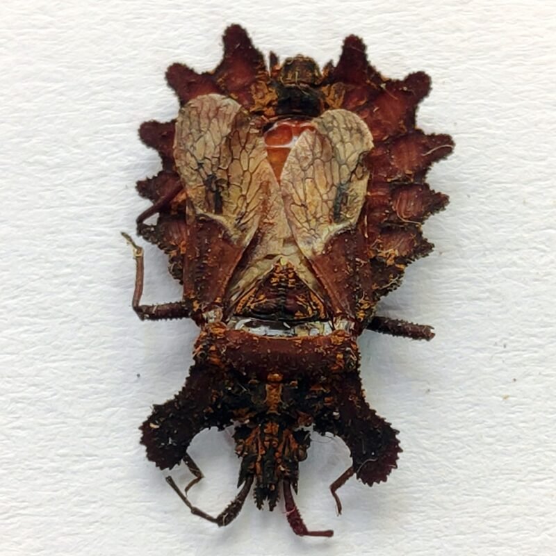 24 Reduviidae