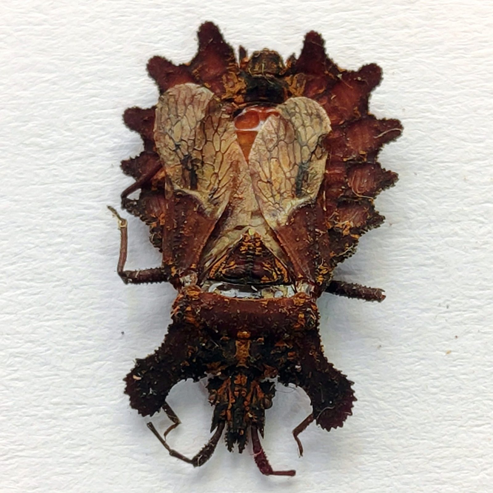 24 Reduviidae