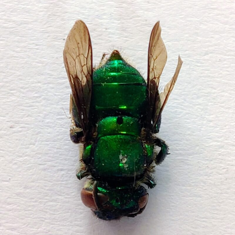 25 Apidae