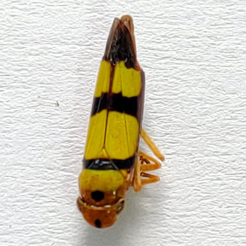 25 Cicadellidae