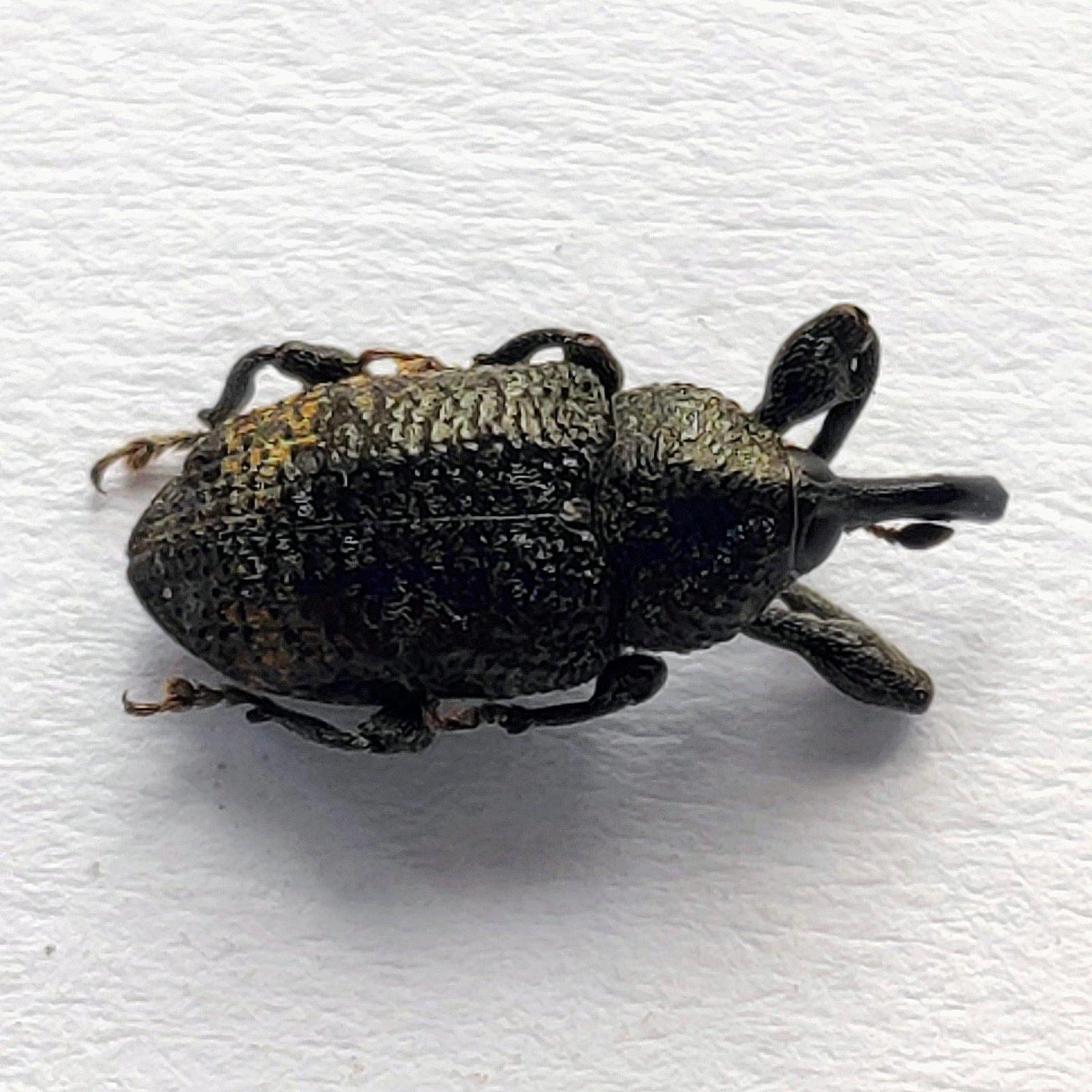 25 Curculionidae - Image 2