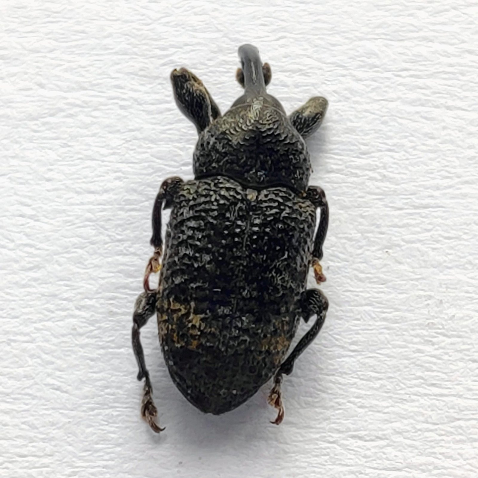 25 Curculionidae - Image 3