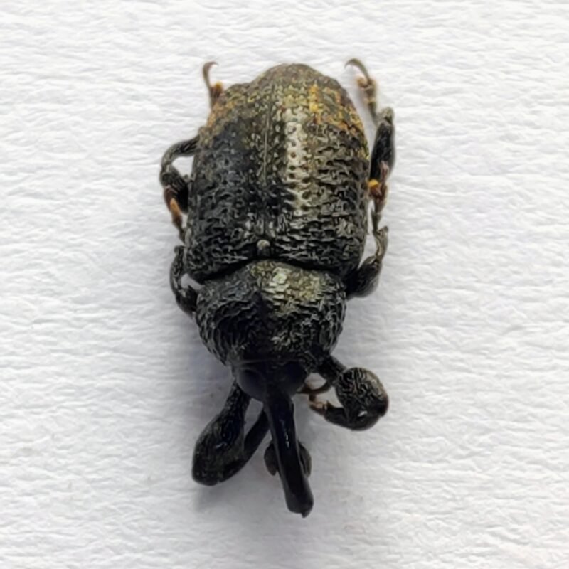 25 Curculionidae
