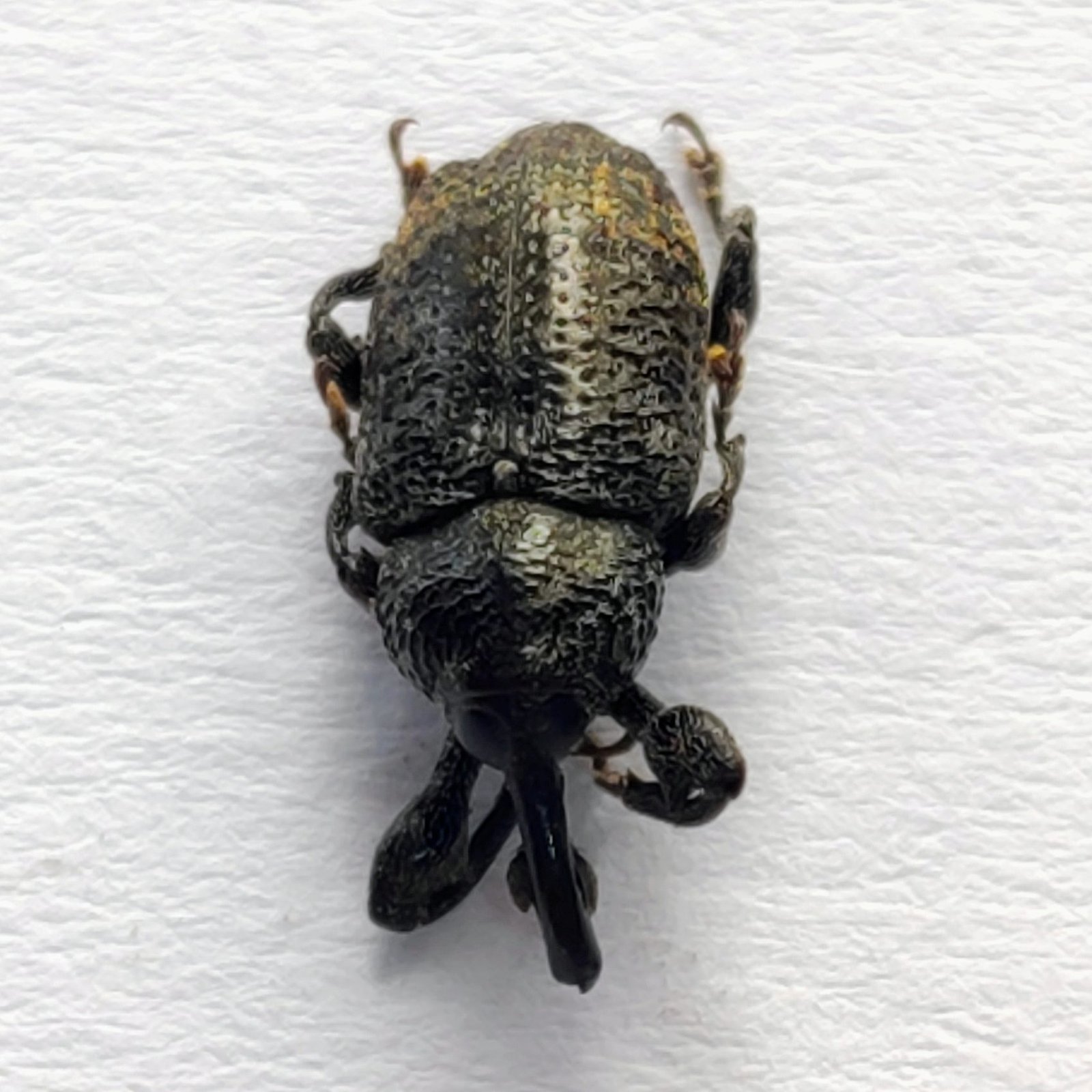 25 Curculionidae